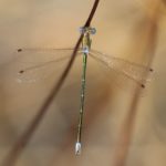 lestes-virens-cuenca-00_filtered