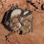 Myotis emarginata