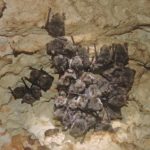 Myotis escalerai