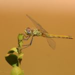 sympetrum-fonscolombii-beceite_filtered