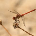 sympetrum-striolatum-cuenca-01_filtered