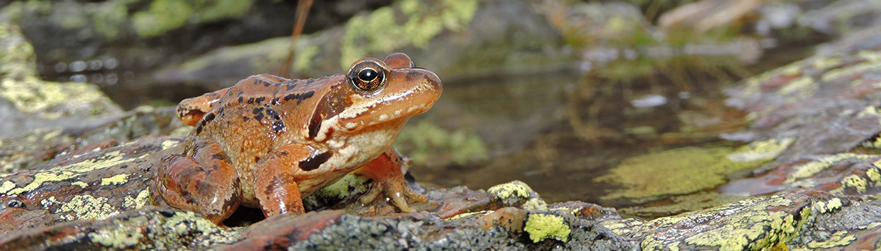 Càdec, Taller de Gestió Ambiental, S.L. – Wildlife Management