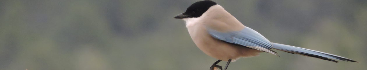 Càdec, Taller de Gestió Ambiental, S.L. – Wildlife Management