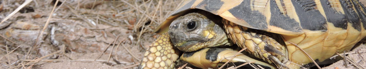 Càdec, Taller de Gestió Ambiental, S.L. – Wildlife Management