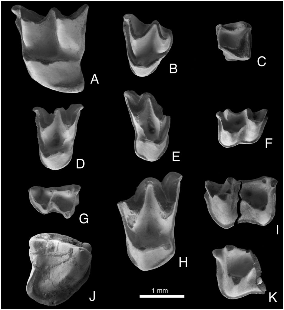 lamina bats