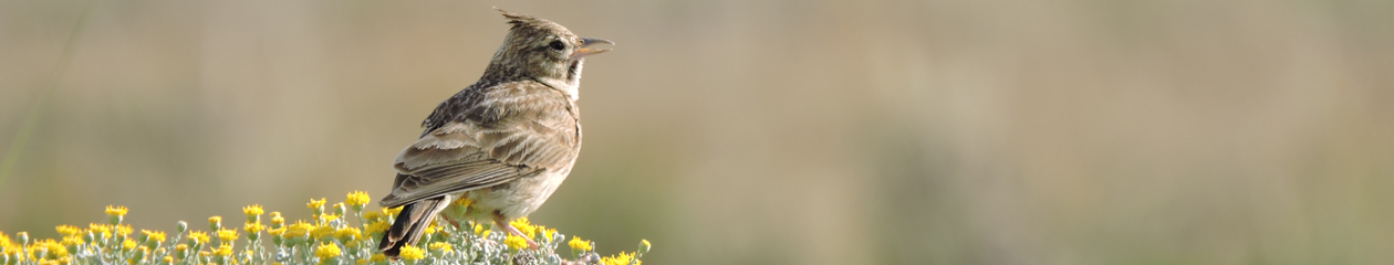 Càdec, Taller de Gestió Ambiental, S.L. – Wildlife Management