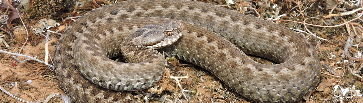 Càdec, Taller de Gestió Ambiental, S.L. – Wildlife Management